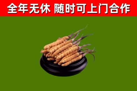 辽阳县回收散虫草